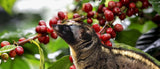 Cafés especiales producidos con excrementos de animales