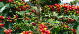Explorando la variedad del café Bourbon