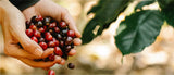 ¿Por qué el café colombiano es considerado el mejor café suave del mundo?