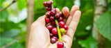 Varietales finos de café en América
