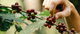 El cultivo del café  desde la semilla hasta la cosecha