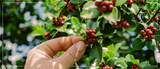 Amenazas del cultivo del café