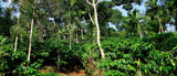 Café cultivado a la sombra