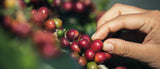 ¿Cuáles son las ventajas del café colombiano?