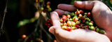 Beneficios ambientales del café cultivado a la sombra