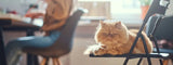 Cat Café en Colombia - la tienda del cafe