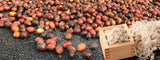 Conoce el proceso de la Fermentación de café con Koji
