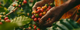 Guía sobre el Café de Tanzania latienda.delcafé