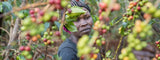 Historia y Producción del Café en Liberia latienda.delcafé