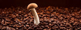 Las 5 mejores marcas de café con hongos 