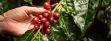 Los Mejores Países para Cultivar Café
