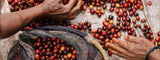 Producción y Comercialización del Café en Guinea latienda.delcafé