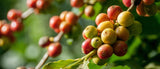 Antioquia tierra cafetera