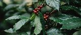 Conoce el árbol de café y su fruto