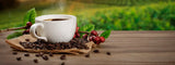 ¿Cuál es el mejor café del mundo?