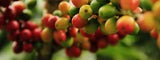 ¿Qué es el café Eugenioides?
