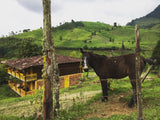 ¿A qué sabe el café de cada región cafetera de Colombia?
