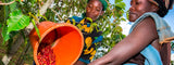 Café de Ruanda: Descubriendo el Tesoro Cafetalero Africano latienda.delcafé