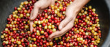 Características del café con proceso natural