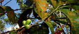 Conociendo la variedad de café Tabi