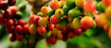 Conociendo los orígenes de las variedades de café