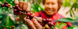 Crecimiento del café de especialidad en Colombia