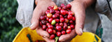 Estadísticas de la exportación de café en Colombia 2022