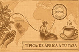 ¿Qué es el Café Típica? latienda.delcafé