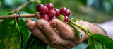 Risaralda tierra de café
